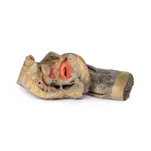 3D Printed Female Hemipelvis and Thigh