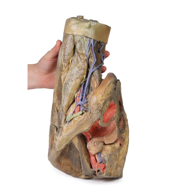 3D Printed Female Hemipelvis and Thigh