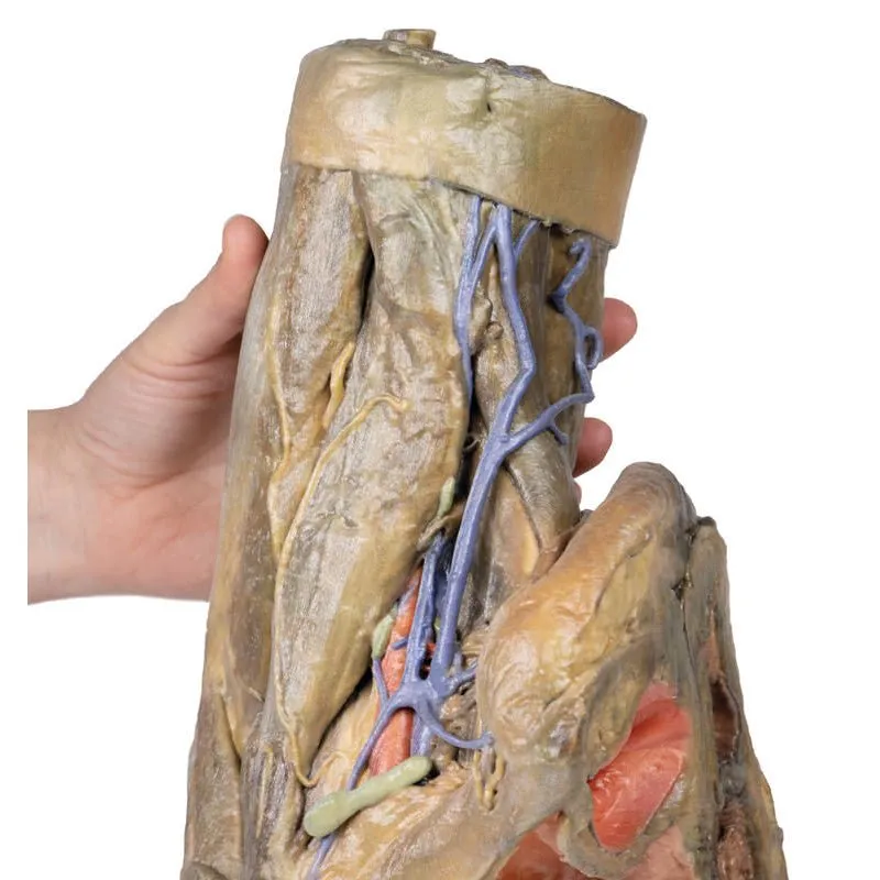 3D Printed Female Hemipelvis and Thigh