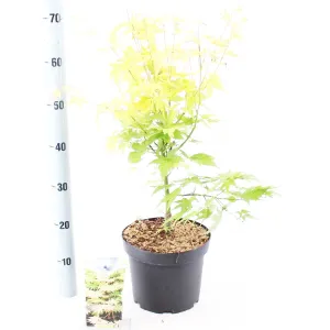Acer Palmatum Orange Dream 23cm Pot 60cm Shrub Plant