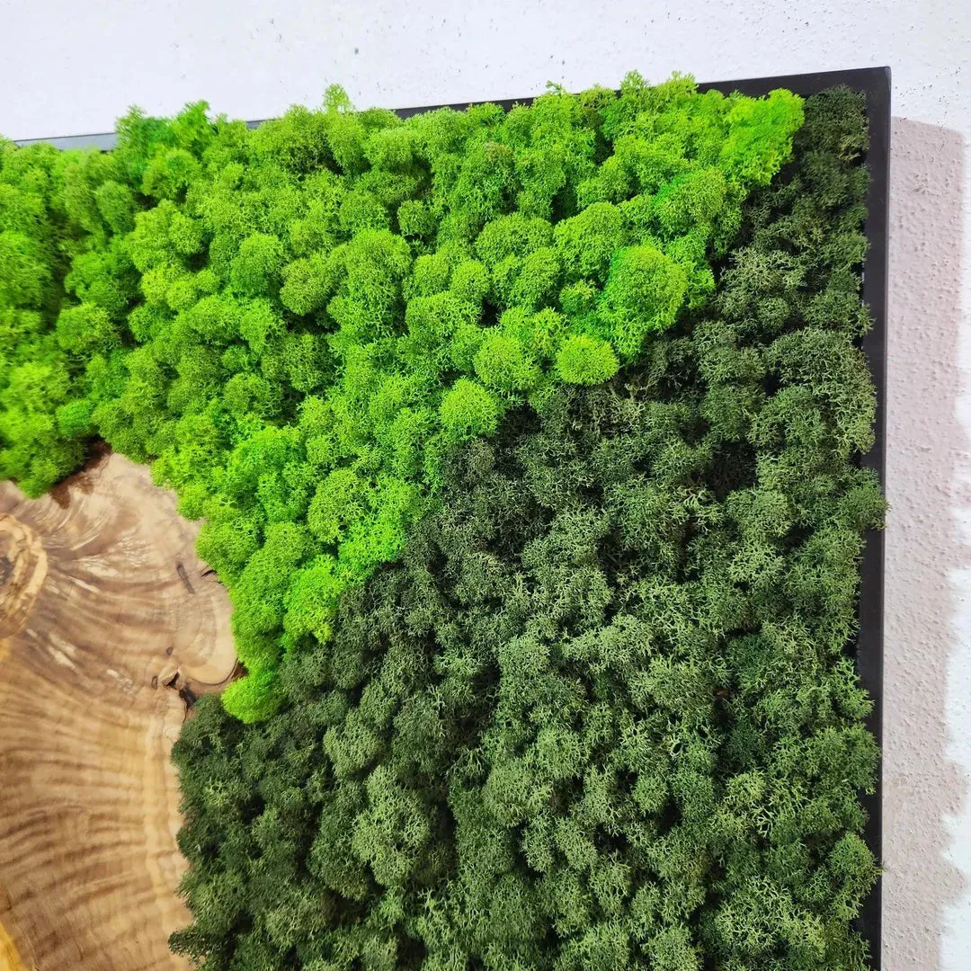 Custom Made Moss and Olive Wood Wall Art 3 Colours | Premium Handmade Wall Sculptures