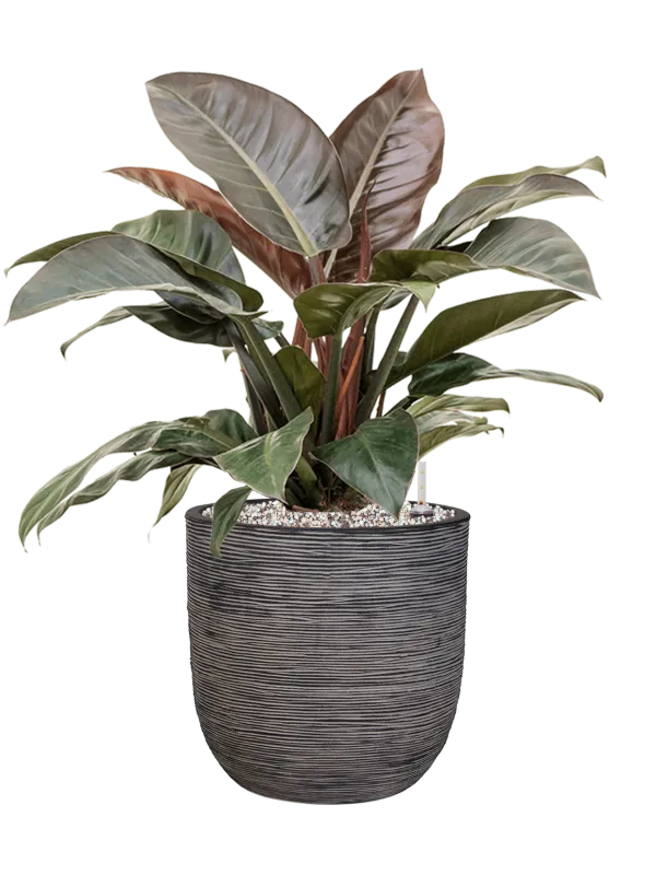 Philodendron `Imperial Red' in Capi Nature Rib NL Office Plant With Pot 81cm Height 29.8cm Dia
