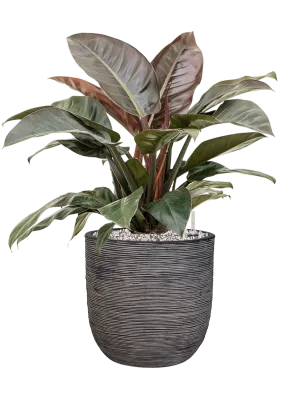 Philodendron `Imperial Red' in Capi Nature Rib NL Office Plant With Pot 81cm Height 29.8cm Dia